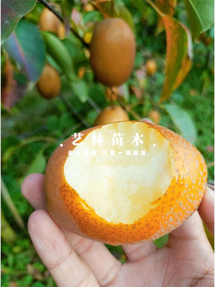 金珠沙梨树果苗矮化盆栽梨树苗晚熟南方北方种植庭院地栽当年结果-图1