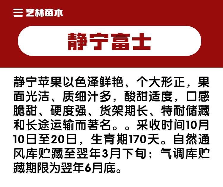 特大静宁红富士脆甜苹果树苗嫁接苹果苗南方北方盆栽地栽当年结果 - 图0