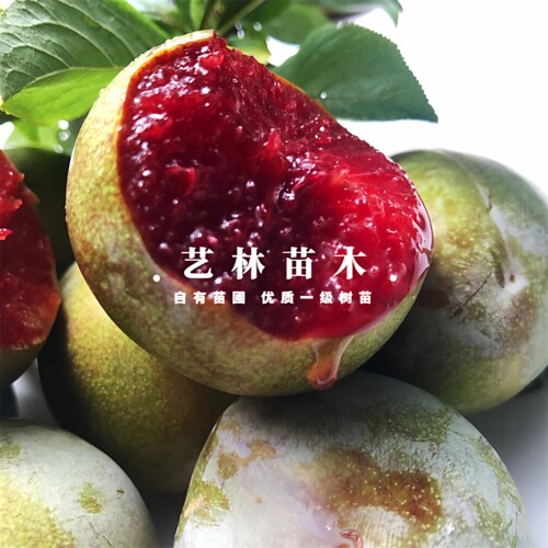 特大青皮红心李子树苗味帝李子苗嫁接脆甜脱骨南方北方种植盆地栽 - 图2