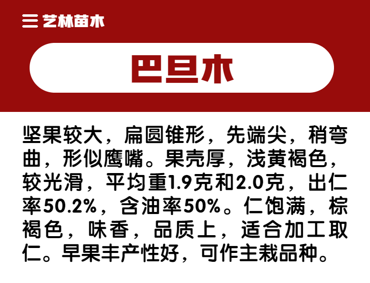 薄皮巴旦木树苗美国大杏仁树苗扁桃仁坚果核桃苗盆栽南方北方种植 - 图0