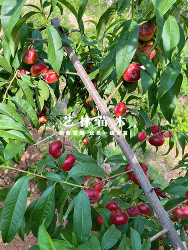 5月成熟特早熟珍珠油蟠桃苗嫁接迷你小油蟠树苗盆栽种植地栽果苗 - 图2