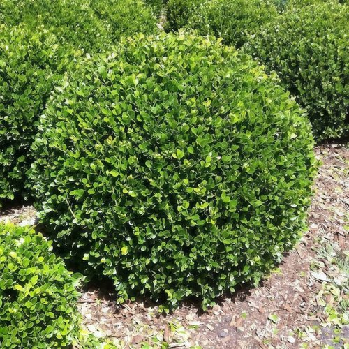 小叶黄杨球瓜子黄杨四季常青别墅地栽庭院花坛耐寒绿化植物篱笆墙 - 图1