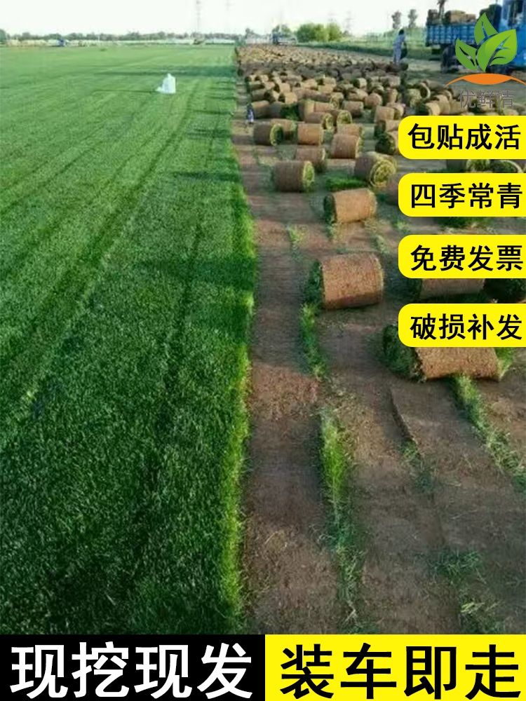 草坪草皮真草带泥土马尼拉地毯草庭院绿化工程四季常青台湾草种籽-图3