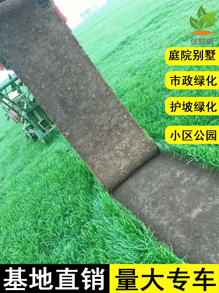 草坪草皮真草带泥土马尼拉地毯草庭院绿化工程四季常青台湾草种籽-图2