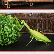 Coincidentally teasing simulation remote control snake mantis crawling with animals scary insects whole demagoguery to decompress the electric whole boy