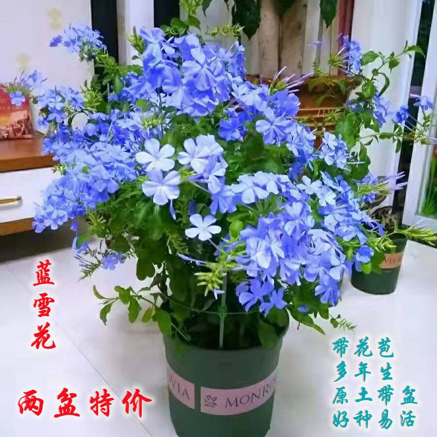 藍雪花盆栽 Top 900件藍雪花盆栽 22年11月更新 Taobao