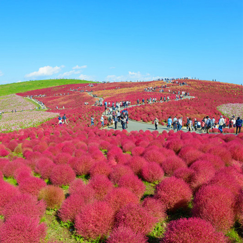 红叶地肤草种子绿叶地肤种子盆栽景观花海地麦铁扫帚苗籽子菜种子 - 图1