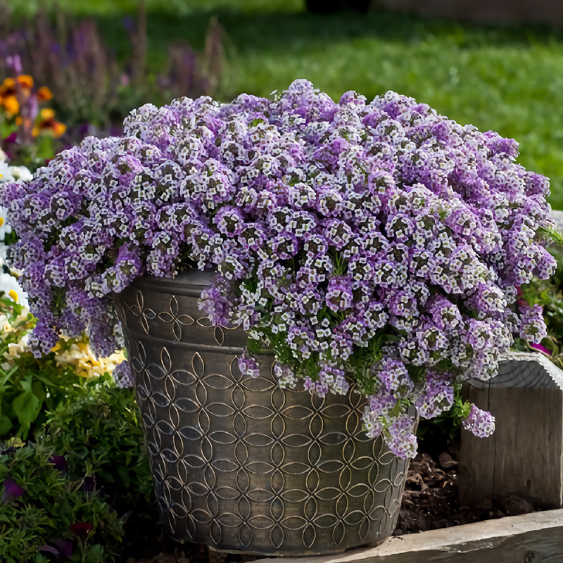 香雪球种子玉蝶球芳香庭芥花籽多年生花坛室内外阳台盆栽春秋季播,淘宝优惠券,粉丝福利购,淘宝优惠卷