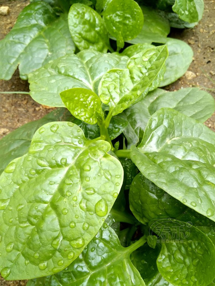 大叶木耳菜种子小青菜阳台盆栽菜种蔬菜种籽四季种植秧孑夏季菜苗 - 图1