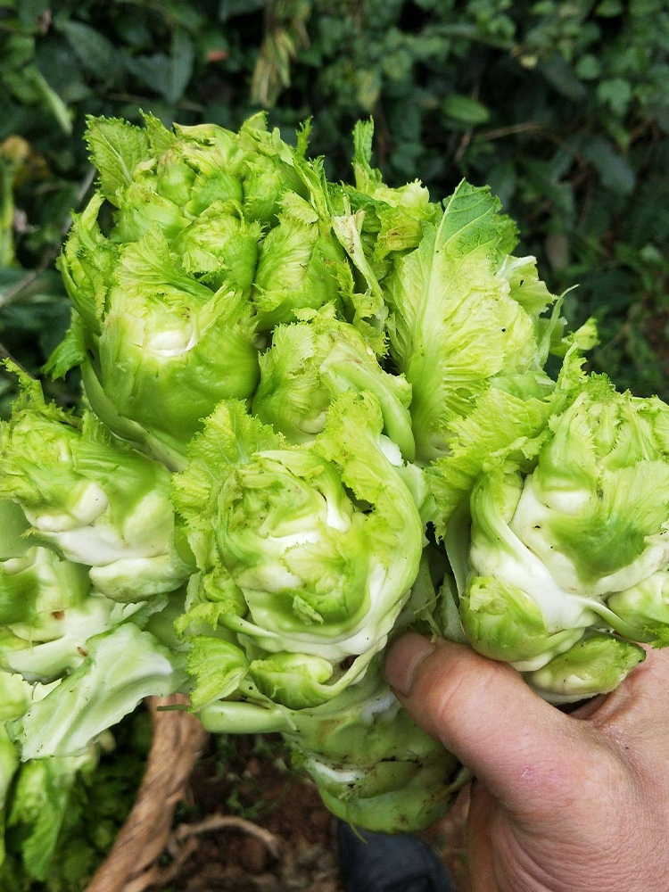 四川儿菜种子种籽芥菜种四季菜种娃娃菜蔬菜抱儿菜孑菜籽耳菜重庆 - 图2