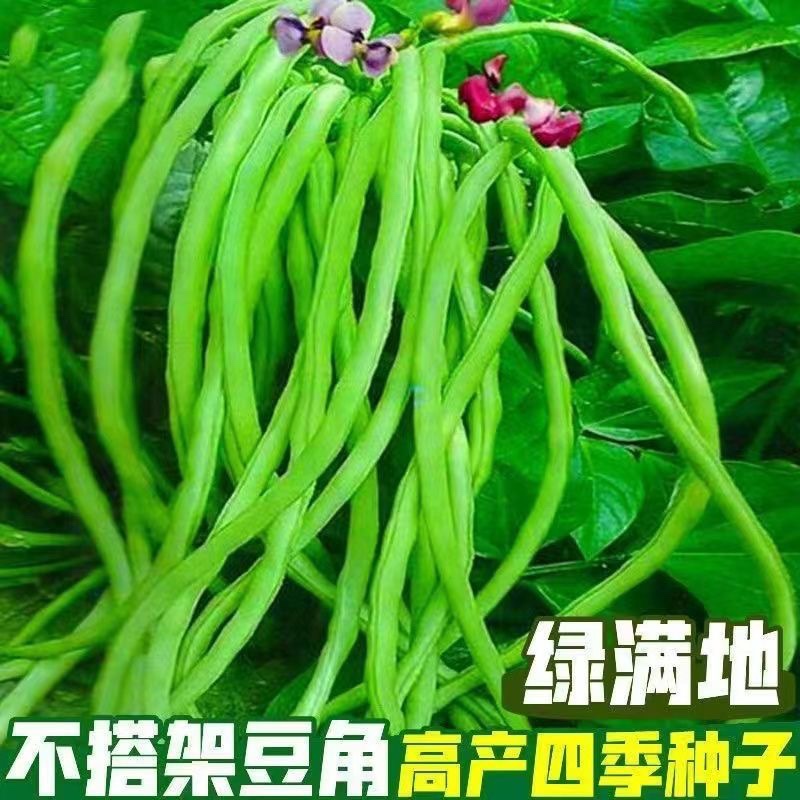 无架豆角种籽大全不搭架长豇豆种子蔬菜种孑阳台盆栽四季播种地豆 - 图1