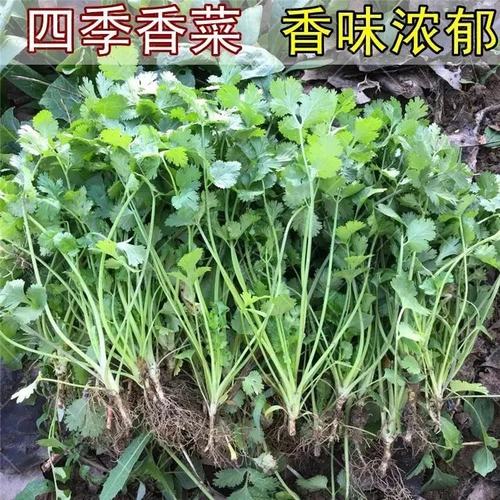 四季香菜种子大叶香菜种籽阳台种菜盆栽农家春季庭院芫荽蔬菜种孑-图3