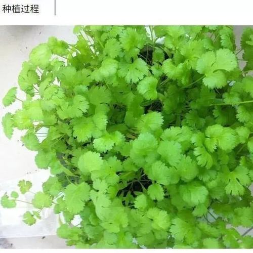 四季香菜种子大叶香菜种籽阳台种菜盆栽农家春季庭院芫荽蔬菜种孑-图1