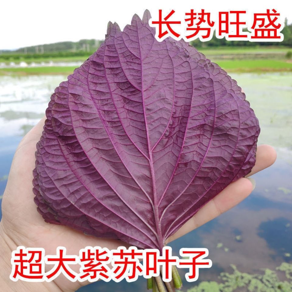 红紫苏种子紫叶苏调味料四季播种特菜野菜种高产易种蔬菜种子 - 图0