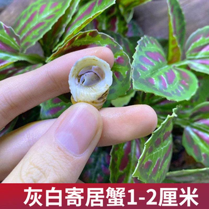 陆生淡水寄居蟹宠物草莓短腕寄居蟹懒人观赏蟹新手好养桌面小宠物-图1