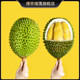 Hilarious Musang King Durian Seasonal New Fruit SF Express