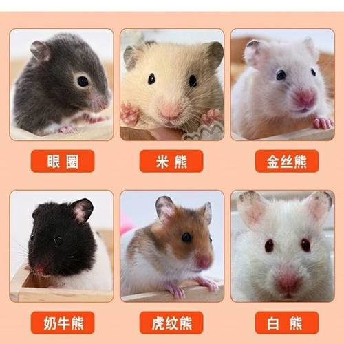 宠物金丝熊巨型活体仓鼠活物虎纹熊奶牛熊鼠宝宝学生宠物 - 图1