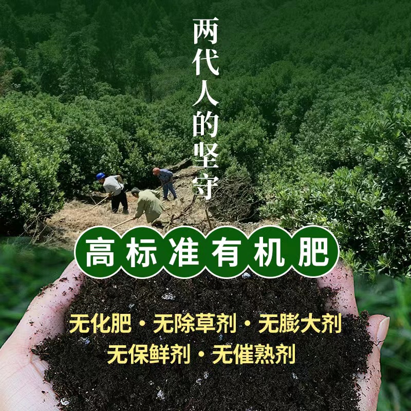 杨梅鲜果正宗仙居杨梅东魁高山大扬梅新鲜现摘现发仙居杨梅旗舰店 - 图0