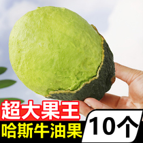 Yunnan Haas butter fruit fresh 10 should be made in season domestic fruits Non-import Big fruit cooked ready-to-eat whole box