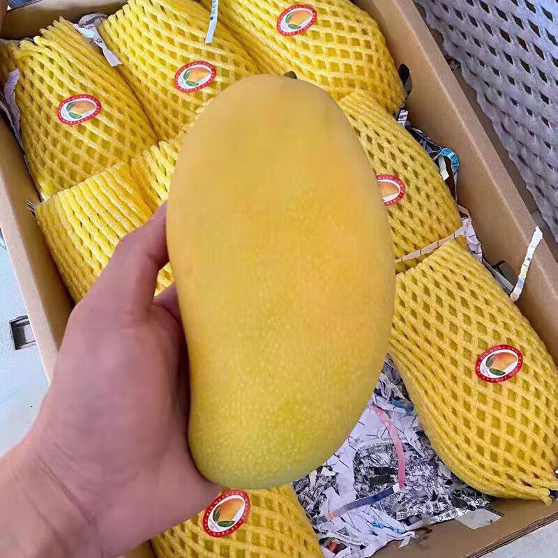 顺丰】树上熟海南金煌芒特大果新鲜芒果当季整箱水果礼盒装水仙芒,淘宝优惠券,粉丝福利购,淘宝优惠卷