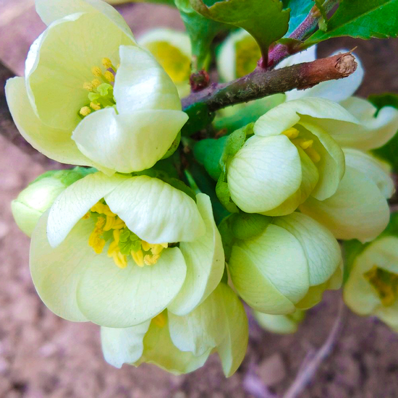 四季海棠花盆栽树苗重瓣花卉盆景老桩庭院绿植物室内开花不断耐寒 - 图2