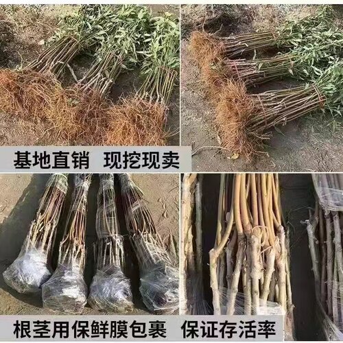 正宗血桃皇后树苗果树嫁接苗早熟南北方种植盆栽地栽嫁接当年结果 - 图3