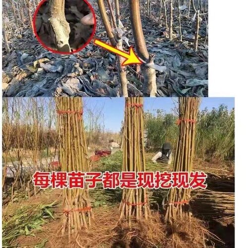 正宗血桃皇后树苗果树嫁接苗早熟南北方种植盆栽地栽嫁接当年结果 - 图2