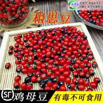 Henna Pearl Seed Sea Red Bean Meme Bean Candida Peacock Bean Candida Osai Red Bean Tree Seed Seed Seed