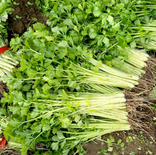 四季蔬菜种子香菜菠菜青菜葱油麦菜白菜萝卜籽黄瓜南方生菜籽种孑 - 图1