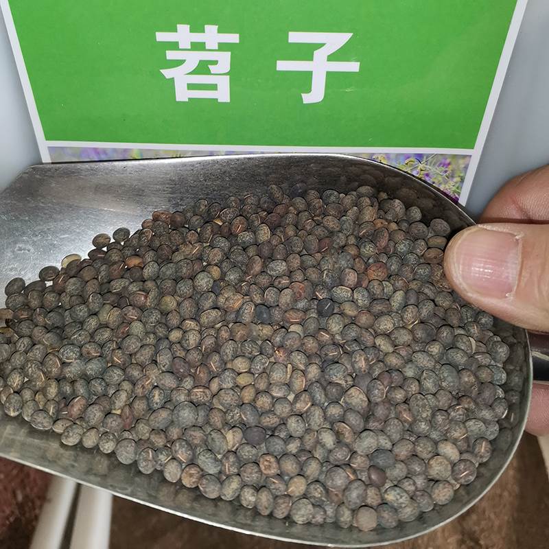 毛苕种子长柔毛野豌豆种籽箭舌豌豆种毛叶光叶紫花苕子毛苕子籽 - 图3