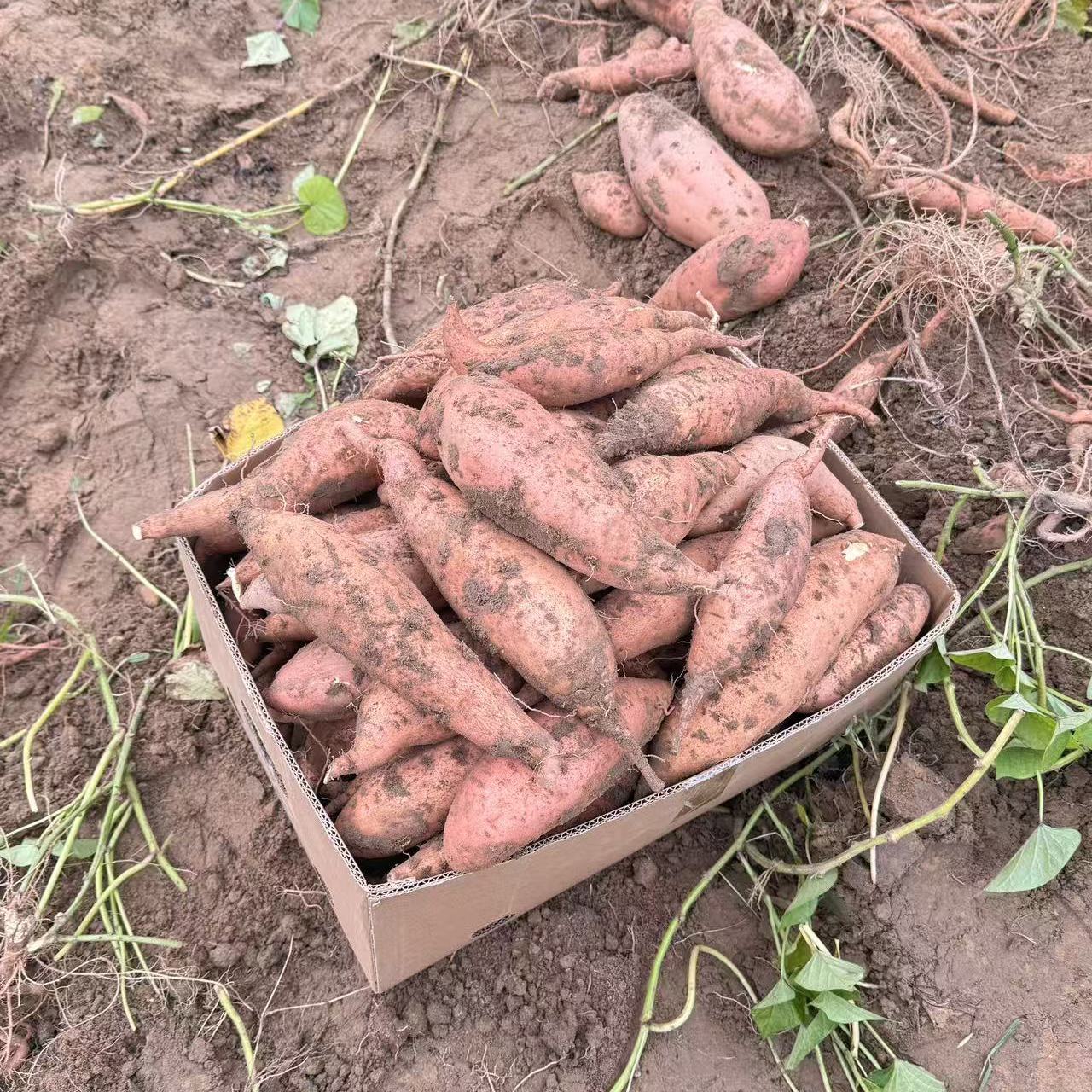 陕北特产榆林鱼河沙地香蕉红薯农家自种新鲜蜜薯现挖现发羊粪施肥