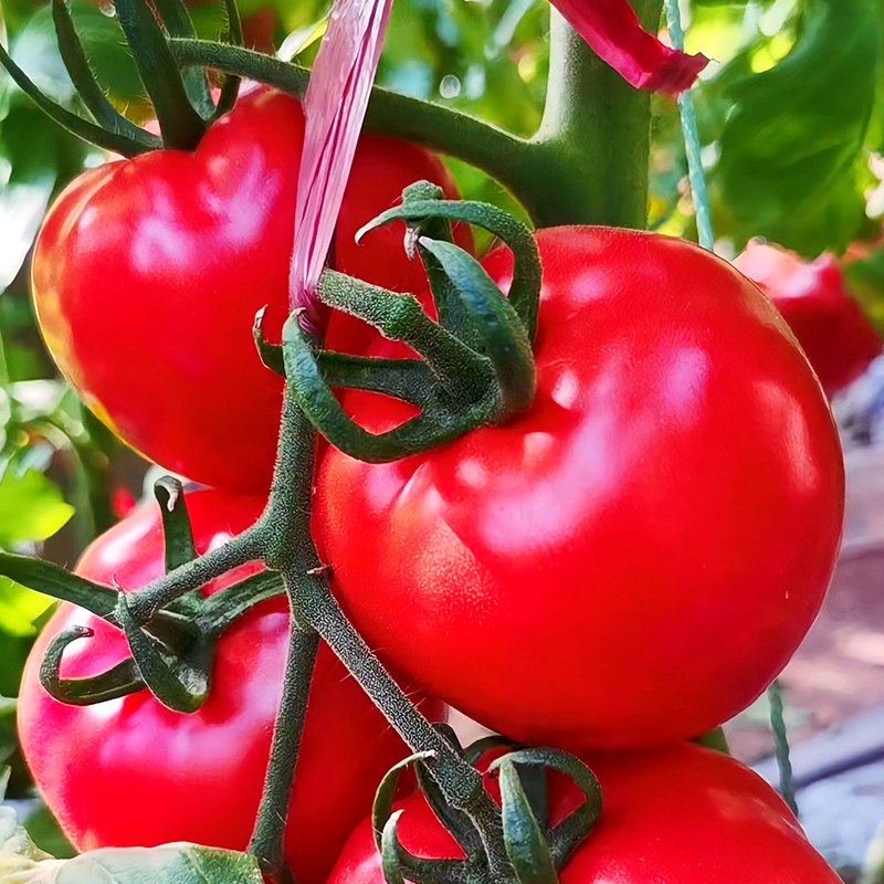 陕西泾阳普罗旺斯西红柿新鲜自然熟蔬菜草莓心水果当季沙瓤大番茄-图1