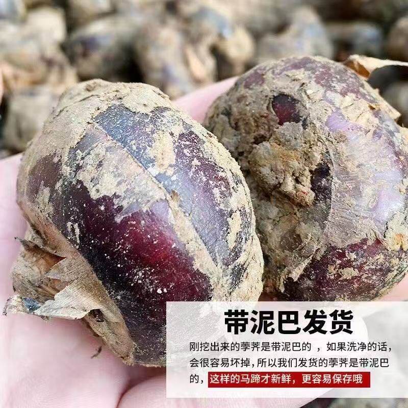 广西特产新鲜马蹄带泥大个马蹄现挖荸荠地栗脆甜当季水果蔬菜马蹄,淘宝优惠券,粉丝福利购,淘宝优惠卷