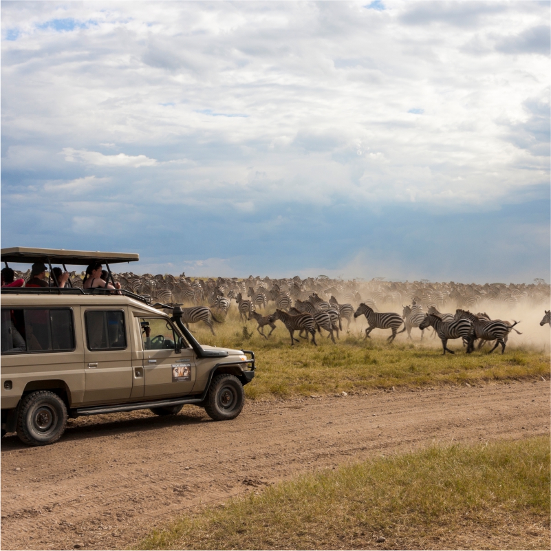 非洲旅游肯尼亚旅游四大保护区动物大迁徙国内直飞全国联运
