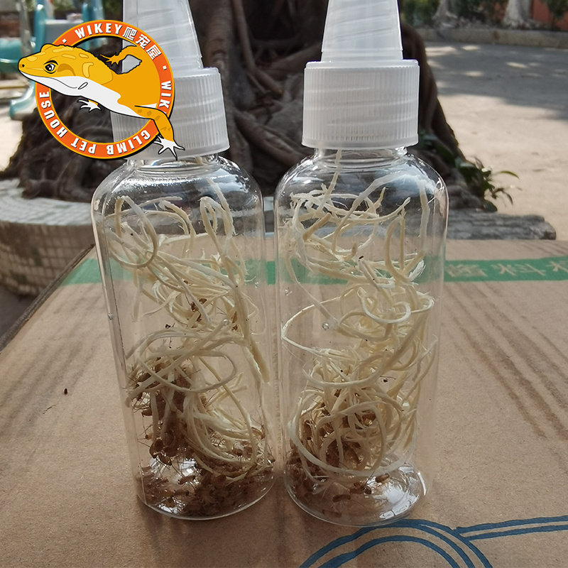 樱桃蟑螂活体饲料樱桃红蟑螂幼体活虫爬宠爬虫鸣虫食物守宫金龙鱼,淘宝优惠券,粉丝福利购,淘宝优惠卷