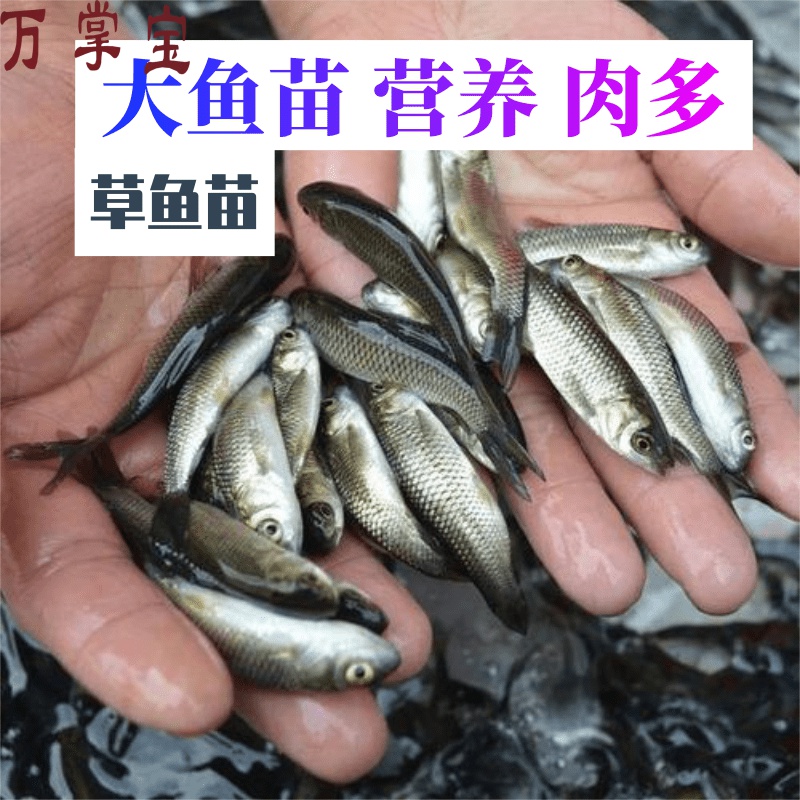 饲料鱼小鱼苗鲫鱼苗草鱼鲤鱼苗泥鳅苗淡水鱼喂龙鱼喂乌龟活体饲料 - 图3