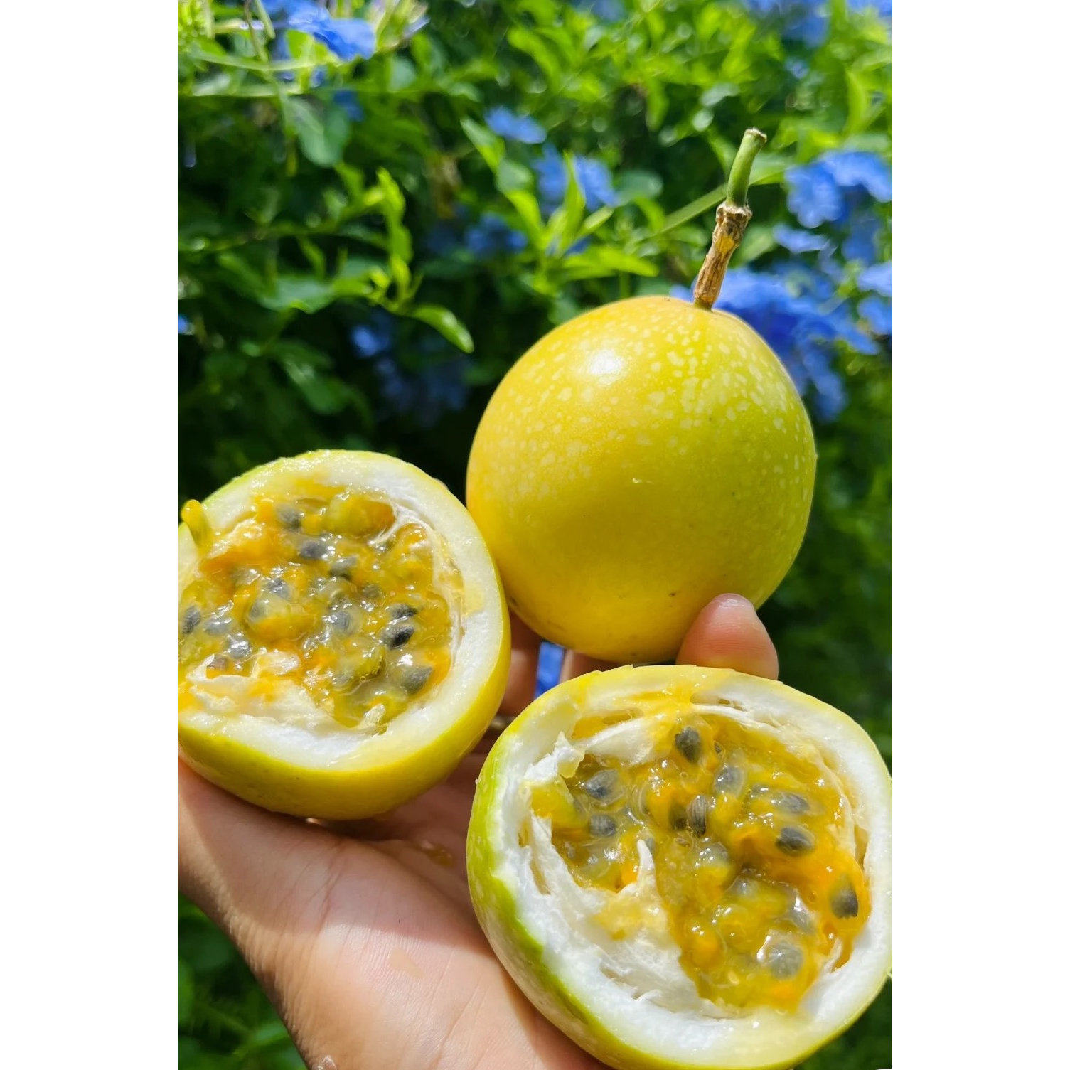 正宗广西钦蜜9号黄金百香果新鲜水果孕妇当季整箱纯甜鸡蛋果特大,淘宝优惠券,粉丝福利购,淘宝优惠卷