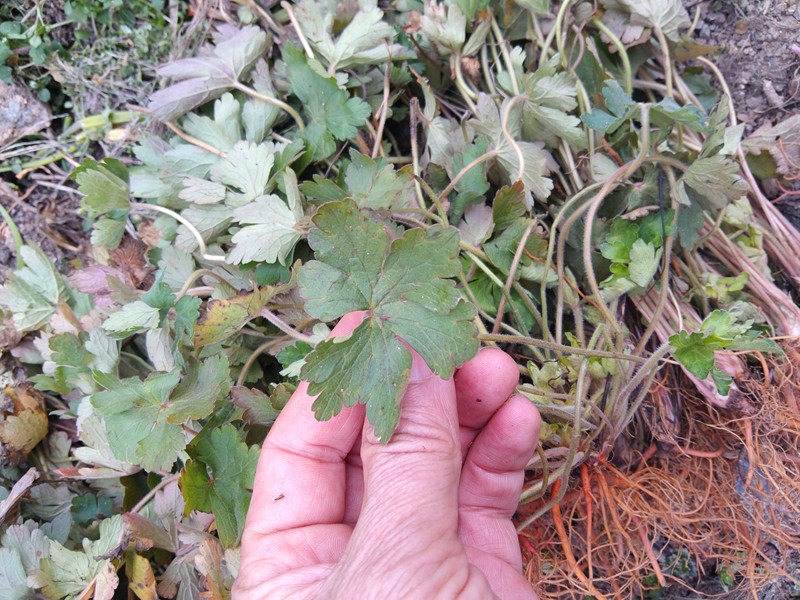 贵州草药新鲜老鹳草中药材 生扯拢老牛筋破铜钱老贯草五叶草500克