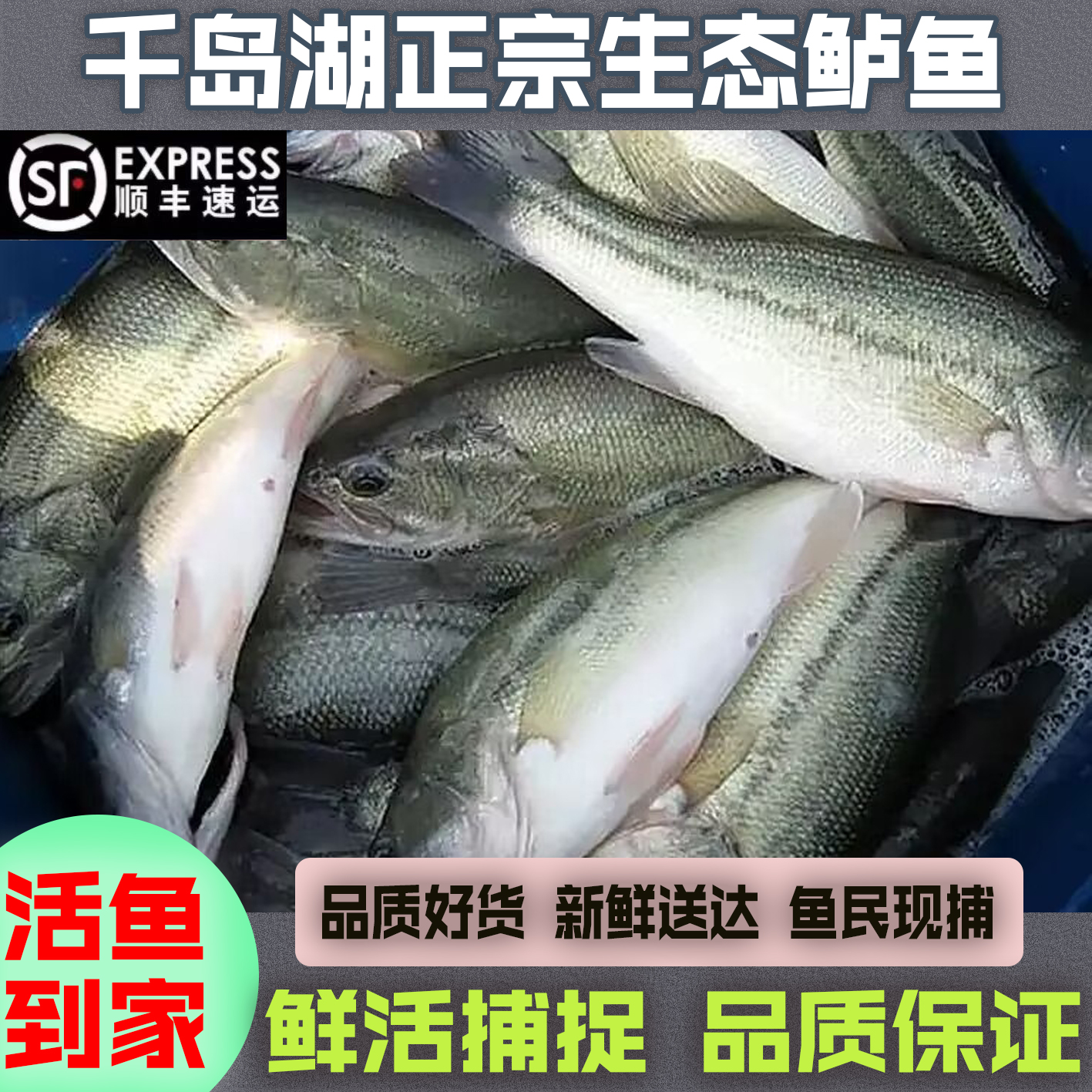 淳安千岛湖纯天然原生态淡水鲜嫩鲈鱼新鲜现捞食用非海鲈鱼不缺重 - 图3