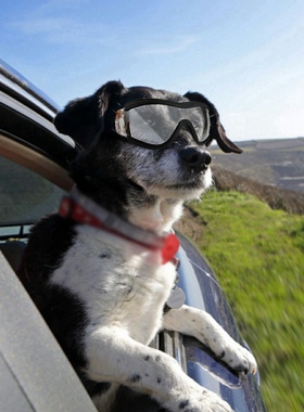 Pet Dog Glasses Medium Large Dog Pet UV Sunglasses Pet