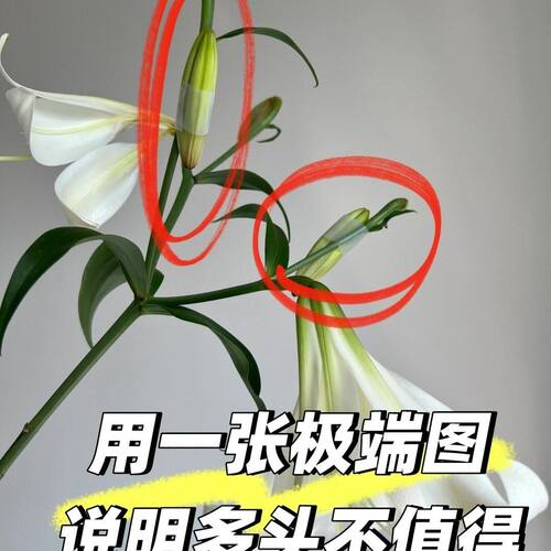 粉香水百合鲜花云南昆明基地直发直批办公室家庭水养瓶插鲜切花束 - 图3