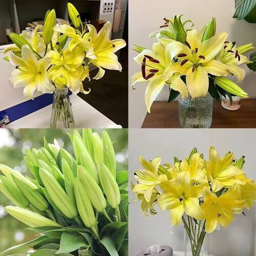 百合鲜花束云南基地直发康乃馨小雏菊香水家用养腊梅同城多头玫瑰 - 图3