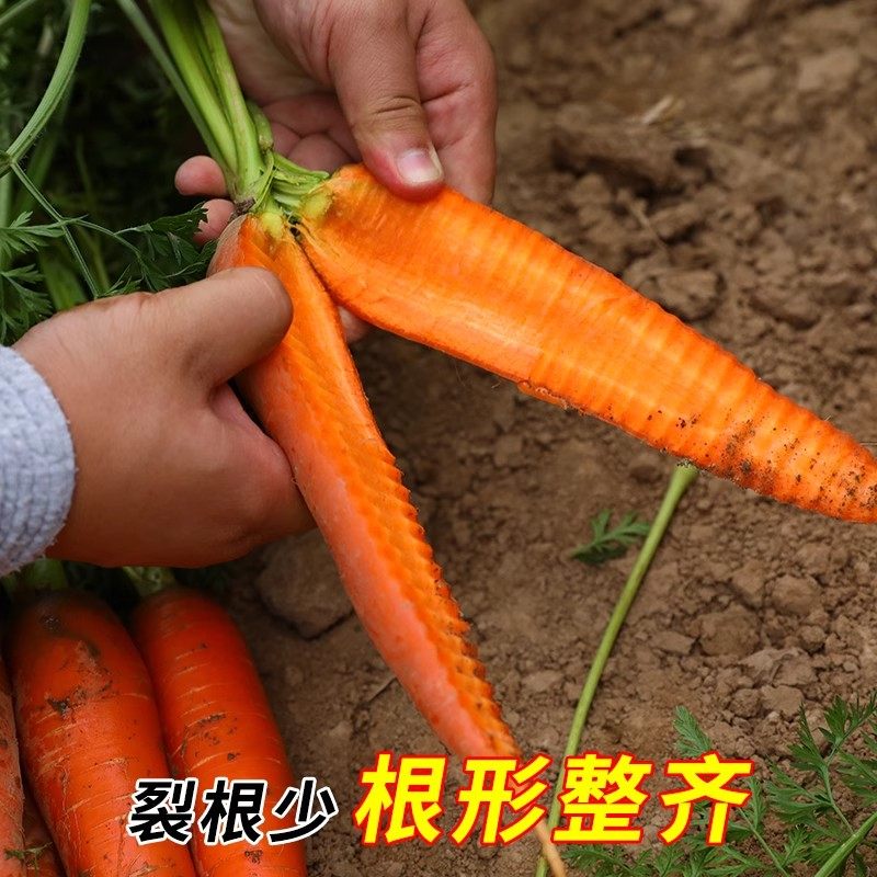 胡萝卜种子阳台盆栽老品种甜脆小萝卜四季水果种孑早熟高产蔬菜籽,淘宝优惠券,粉丝福利购,淘宝优惠卷