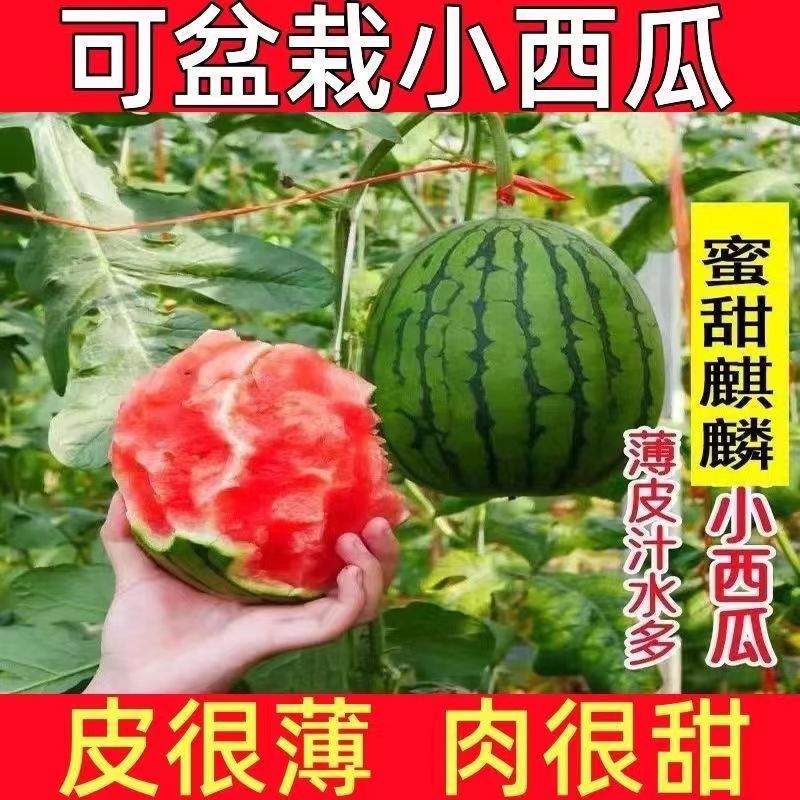 阳台盆栽蜂蜜小西瓜苗子四季8424麒麟瓜种籽冰糖瓜苗早春生种苗 - 图0