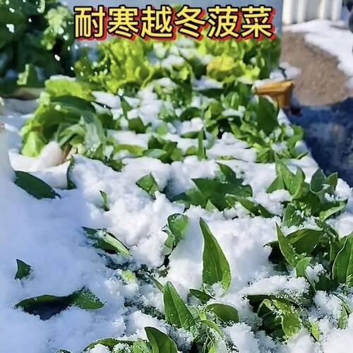 雪里埋菠菜种子种籽耐寒红根秋冬大叶蔬菜种子阳台盆栽小菠菜 - 图3
