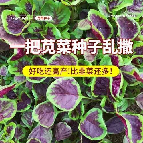 耐热易种圆叶红苋菜种子庭院种菜阳台盆栽蔬菜籽红米苋四季播种 - 图2