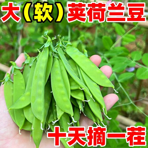 甜脆荷兰豆种子菜豌豆双花双夹高产耐寒农家自种秋冬季豆角菜种子 - 图1