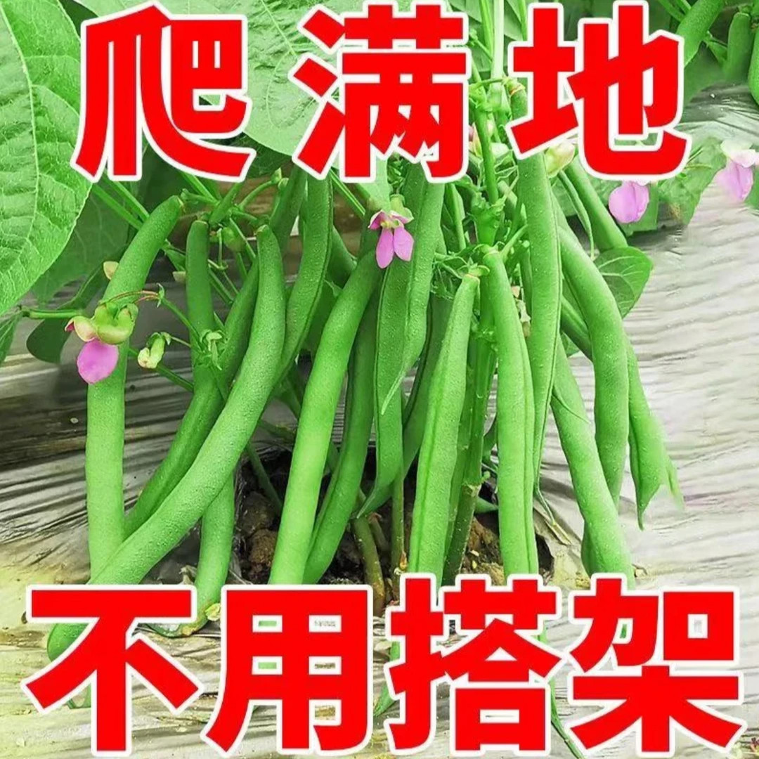 无架地豆种子苗高产不搭架豇豆豆角种孑春夏秋菜豆矮生四季豆种籽,淘宝优惠券,粉丝福利购,淘宝优惠卷
