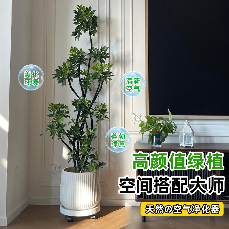 造型鸭脚木客厅大盆栽鸭掌木鹅掌柴室内绿植大型四季常青真花植物,淘宝优惠券,粉丝福利购,淘宝优惠卷