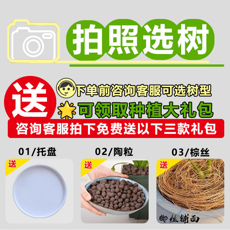 造型鸭脚木客厅绿植高级感室内大型盆栽高端大气上档次落地鸭掌木,淘宝优惠券,粉丝福利购,淘宝优惠卷